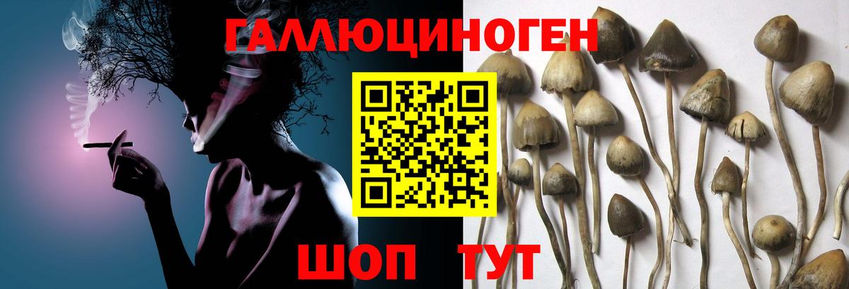 Псилоцибиновые грибы прущие грибы  Псилоцибиновые грибы мицелий  Вход с VPN  Красный Сулин 